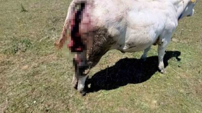 Samsun’un Vezirköprü ilçesine bağlı Kovalı Mahallesi ve çevre yaylalarda hayvancılıkla