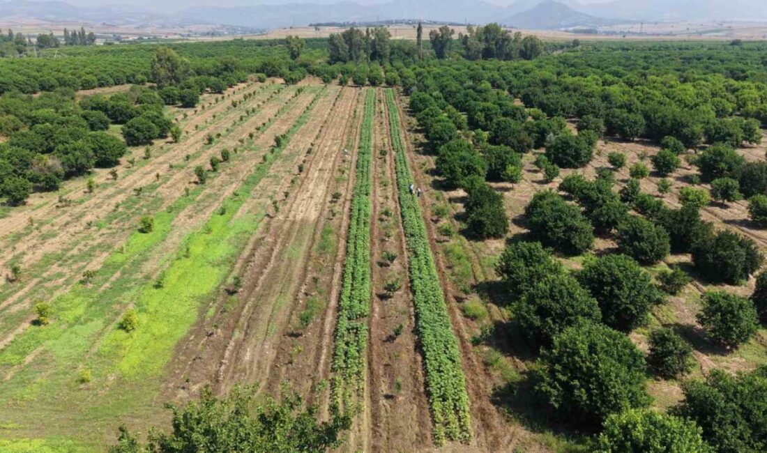 Adana’nın Kozan ilçesinde, sezonun ilk bamya hasadı başladı ve bamya