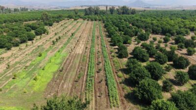 Adana’nın Kozan ilçesinde, sezonun ilk bamya hasadı başladı ve bamya