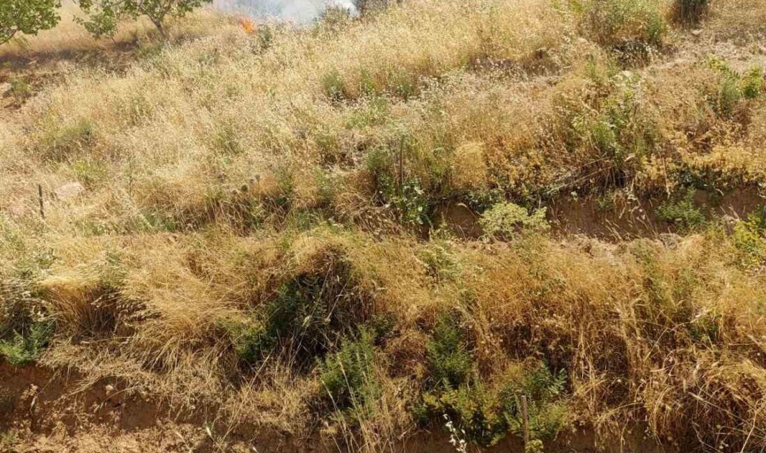 Siirt Kurtalan ilçesine bağlı Oyacık köyündeki bir fıstık bahçesinde meydana