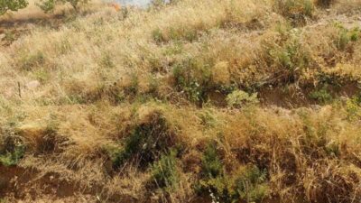 Siirt Kurtalan ilçesine bağlı Oyacık köyündeki bir fıstık bahçesinde meydana