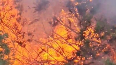 Kuşadası ilçesinde bulunan Ada Göl Mesire Alanı yakınlarındaki ağaçlık alanda