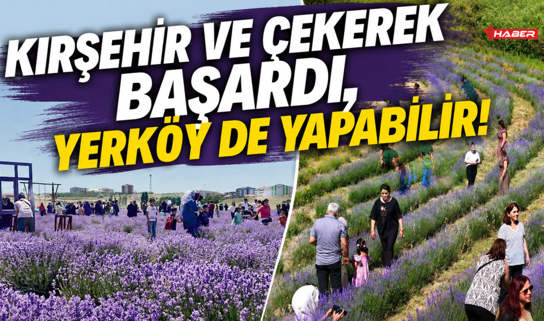 Komşu il Kırşehir’de düzenlenen 6. Lavanta Şenliği ve Yozgat’ın Çekerek