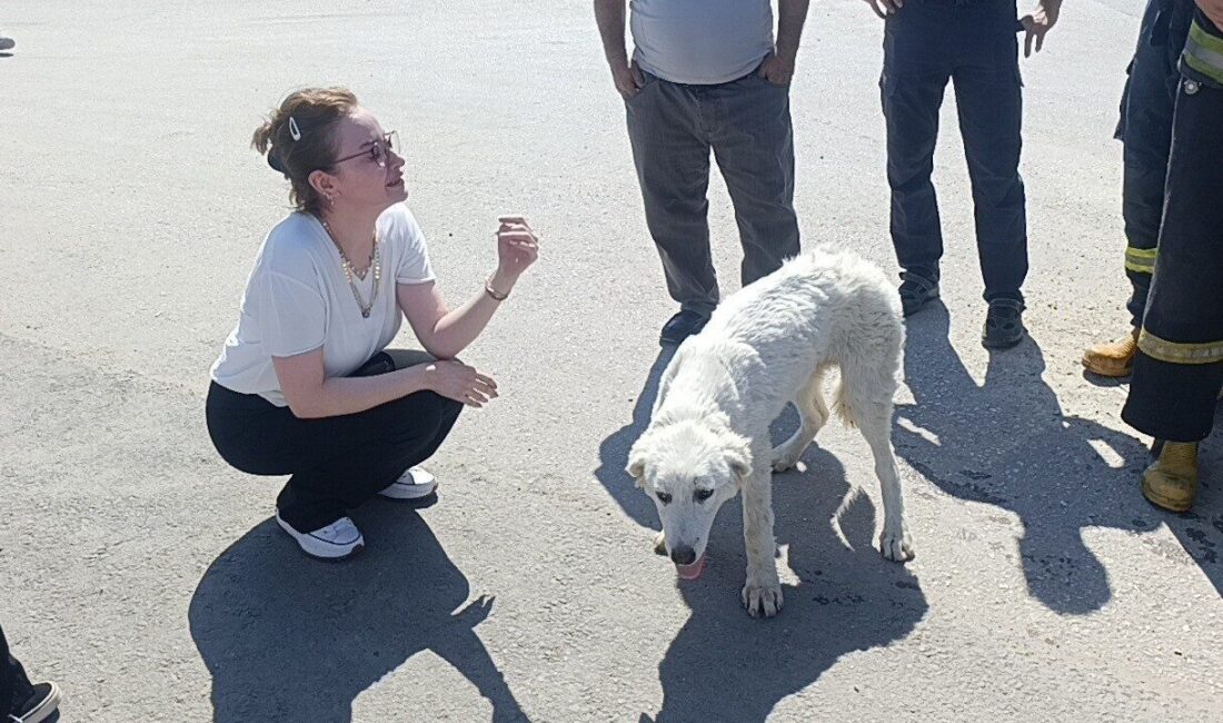 Antalya’da günlerdir bir kanaldan gelen köpek inlemesi ihbarı üzerine harekete