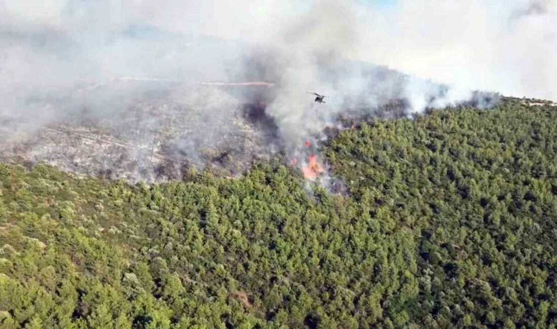 Muğla’nın Milas ilçesinde, Gürçamlar Mahallesi’nde bulunan Kazıklı-Bozbük mevkisinde ormanlık alanda