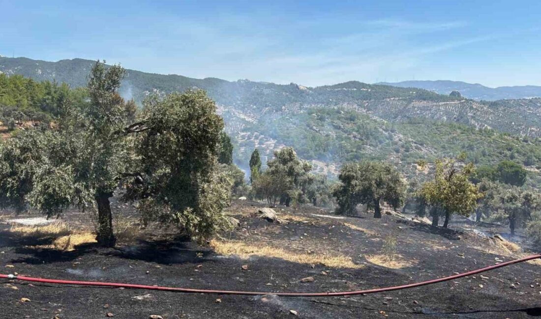 Milas ilçesine bağlı Narhisar Mahallesi’nde tarım arazisinde başlayan yangın, hem