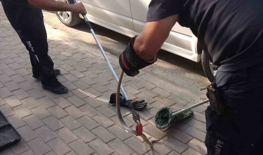 Bir yılanın park halindeki bir minibüsün motor bölümüne girmesi, Bursa’nın