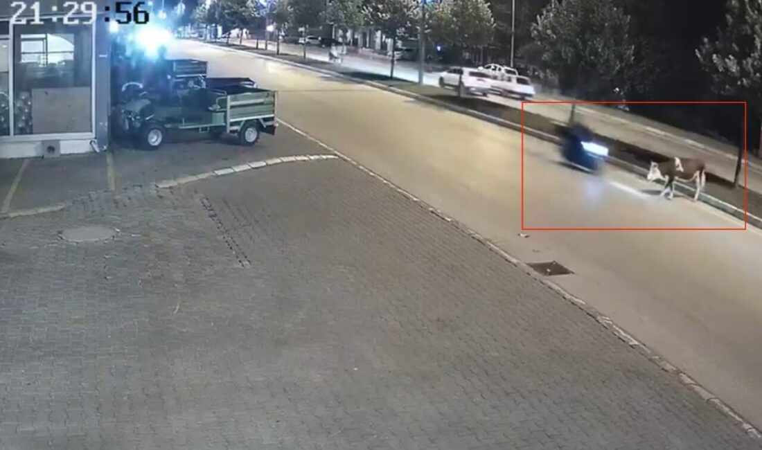 Düzce ilinde bir motosiklet sürücüsü, akşam saatlerinde seyir halindeyken yola