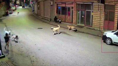 Çamaş ilçesinde, evine scooter ile giden bir çocuk, sahipsiz köpeklerin