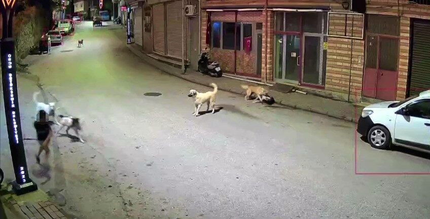 Çamaş ilçesinde, evine scooter ile giden bir çocuk, sahipsiz köpeklerin