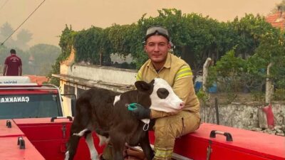 Balıkesir’in Gömeç ilçesinde, Atatürk Kayalıkları yakınındaki ormanlık ve zeytinlik alanda