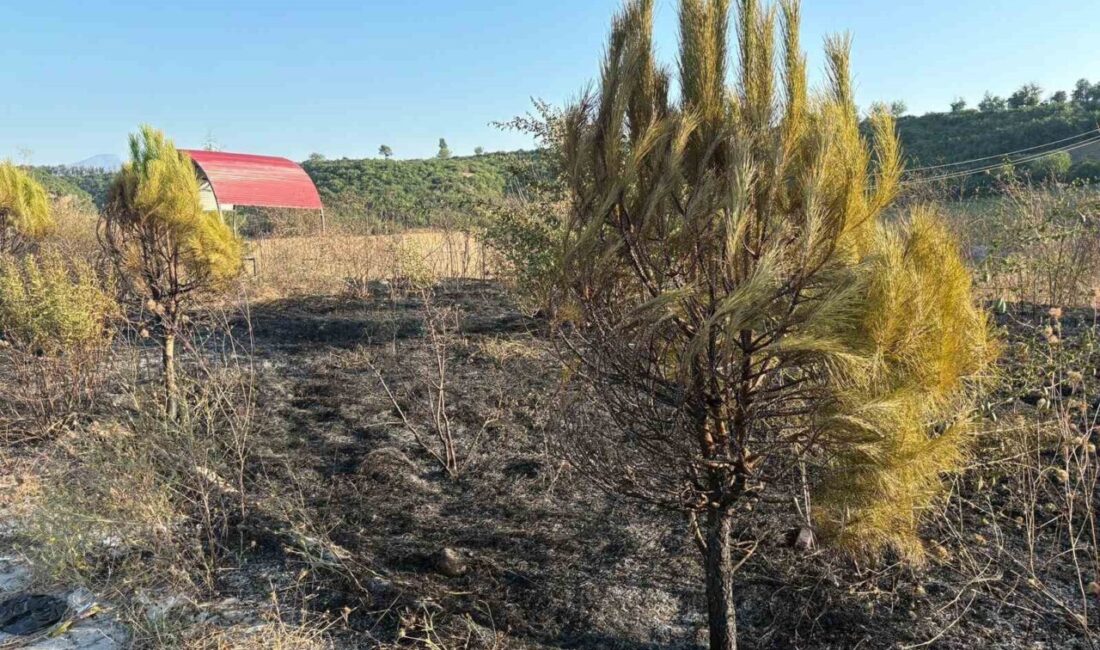 Osmaniye’nin Düziçi ilçesindeki Üçgüllü Tepe mesire alanında meydana gelen yangın,