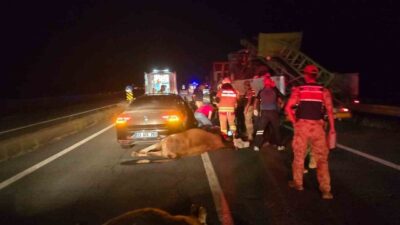 Bingöl’de meydana gelen bir trafik kazasında, bir otomobilin ineklere çarpması