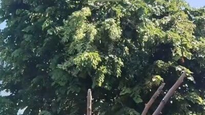 Rize’nin Çayeli ilçesine bağlı Limanköy Mahallesi’nde meydana gelen trajik bir