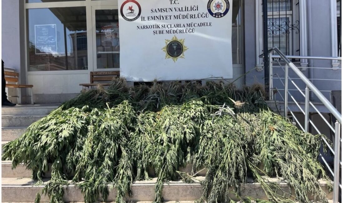 Bafra ilçesinde gerçekleştirilen bir uyuşturucu operasyonunda, 782 kök kenevir bitkisi