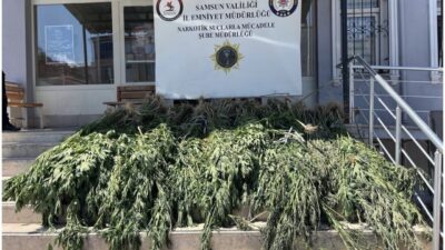 Bafra ilçesinde gerçekleştirilen bir uyuşturucu operasyonunda, 782 kök kenevir bitkisi