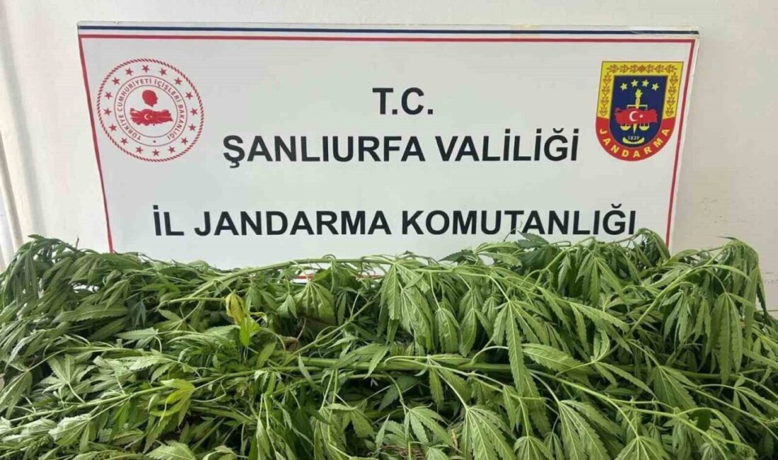 Şanlıurfa’nın Suruç ilçesinde jandarma birimi tarafından gerçekleştirilen operasyonda 35 adet