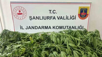 Şanlıurfa’nın Suruç ilçesinde jandarma birimi tarafından gerçekleştirilen operasyonda 35 adet