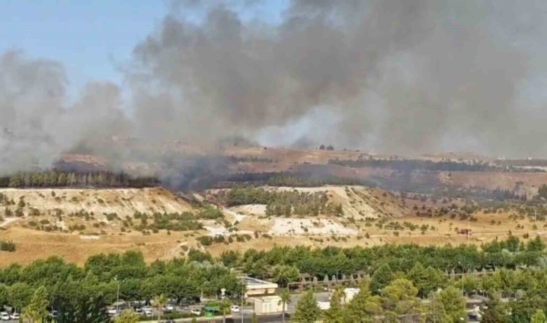 Şanlıurfa’nın Karaköprü ilçesinde bulunan Gap Vadisi bölgesinde meydana gelen orman