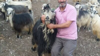 Artvin’in Şavşat ilçesinde meydana gelen bir trafik kazasında kamyonetin dereye