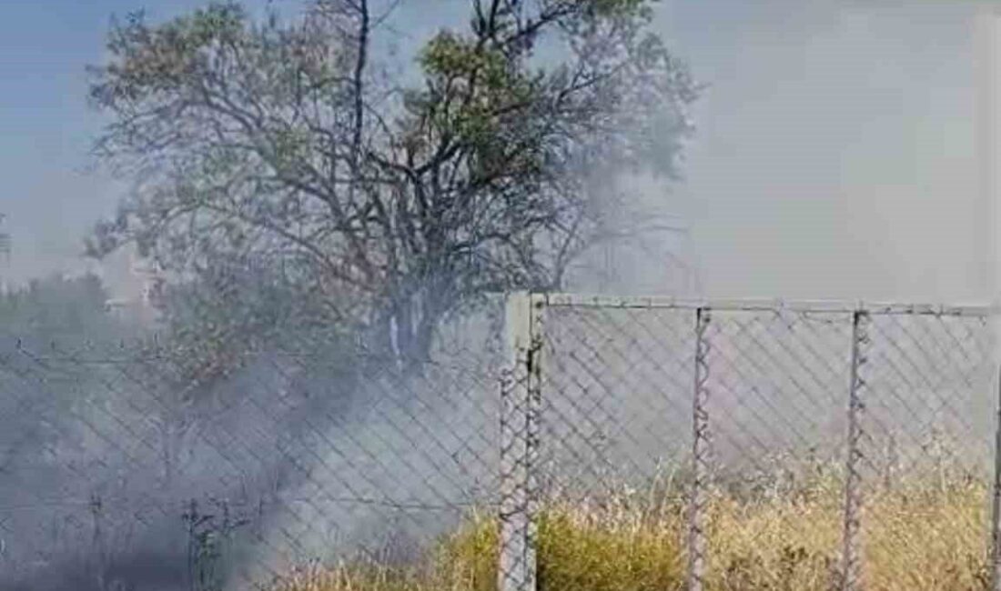 Siirt’in Kurtalan ilçesine bağlı Yeni Mahalle’de bir evin bahçesinde meydana