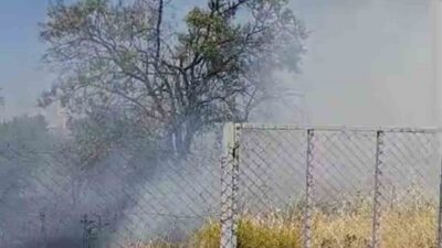 Siirt’in Kurtalan ilçesine bağlı Yeni Mahalle’de bir evin bahçesinde meydana