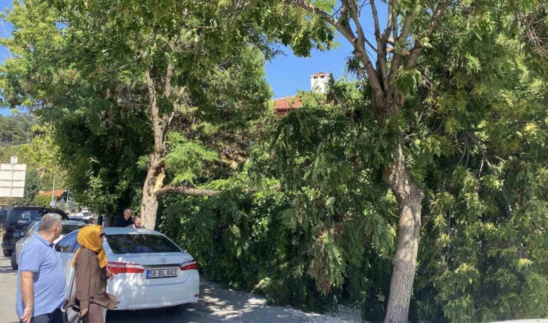 Sivas’ta meydana gelen şiddetli rüzgarın etkisiyle devrilen bir ağaç, küçük