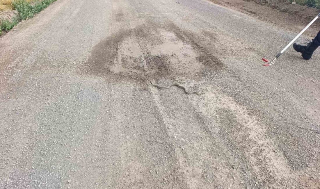 Şarkışla ilçesinde yılan ihbarlarının artmasıyla harekete geçen itfaiye ekipleri, yakaladıkları