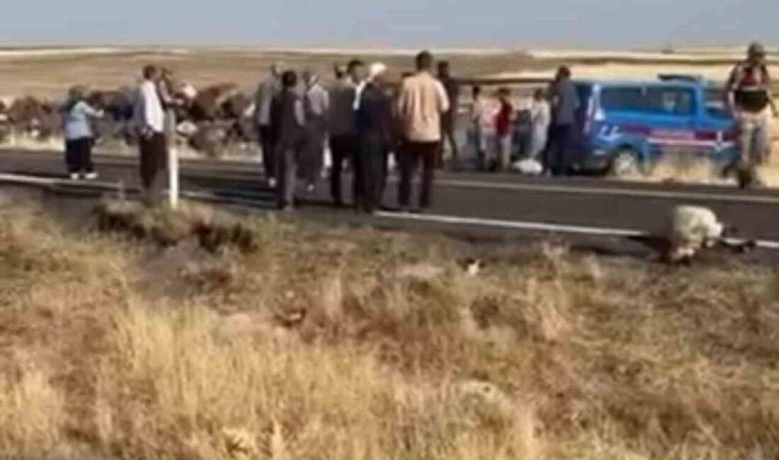 Şanlıurfa’nın Siverek ilçesinde, bir minibüsün koyun sürüsüne çarpması sonucu 25