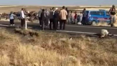 Şanlıurfa’nın Siverek ilçesinde, bir minibüsün koyun sürüsüne çarpması sonucu 25