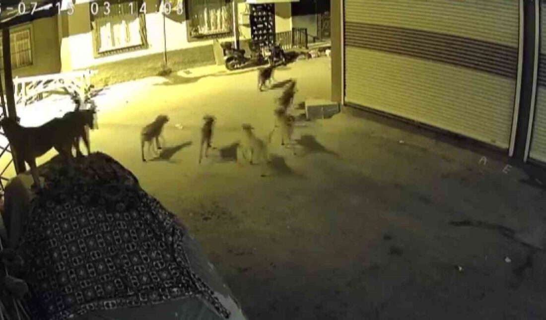 Adana’da, sürü halinde dolaşan sokak köpeklerinden korkan bir kedi, bir