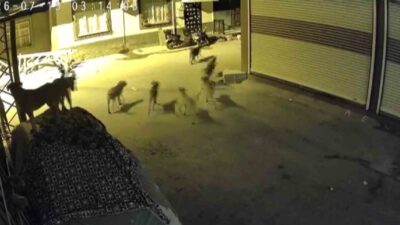 Adana’da, sürü halinde dolaşan sokak köpeklerinden korkan bir kedi, bir