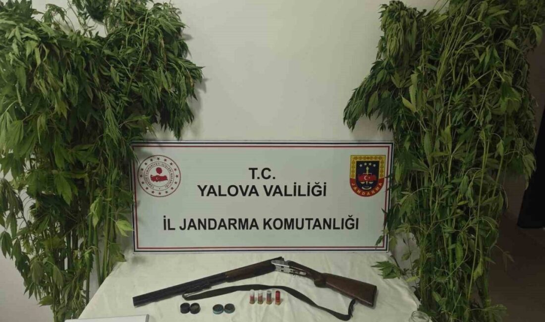 Yalova’nın Çiftlikköy ilçesinde jandarma ekipleri tarafından düzenlenen bir operasyonda bir