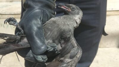 Çankırı’da bulunan yaralı bir karga, önlem altına alındı. Şehirde tel