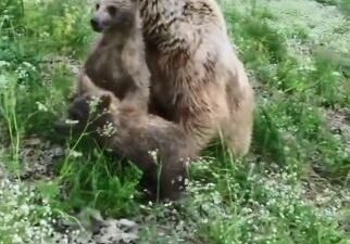 Artvin’in Ardanuç ilçesinde, yiyecek arayışında olan bir anne boz ayı