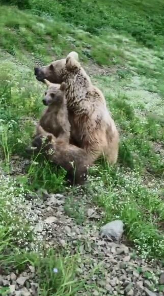 Artvin’in Ardanuç ilçesinde, yiyecek arayışında olan bir anne boz ayı