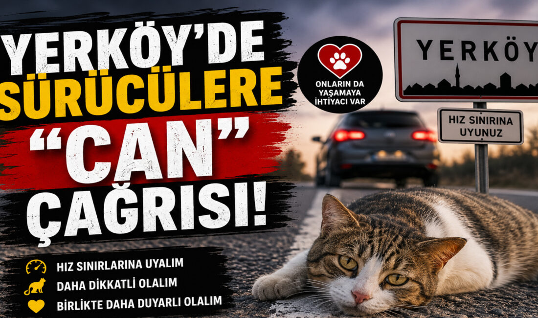 Yerköy ilçesi Çiftlik Yolu mevkiinde son dönemde artan sokak hayvanı