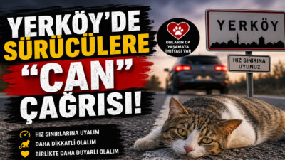 Yerköy ilçesi Çiftlik Yolu mevkiinde son dönemde artan sokak hayvanı