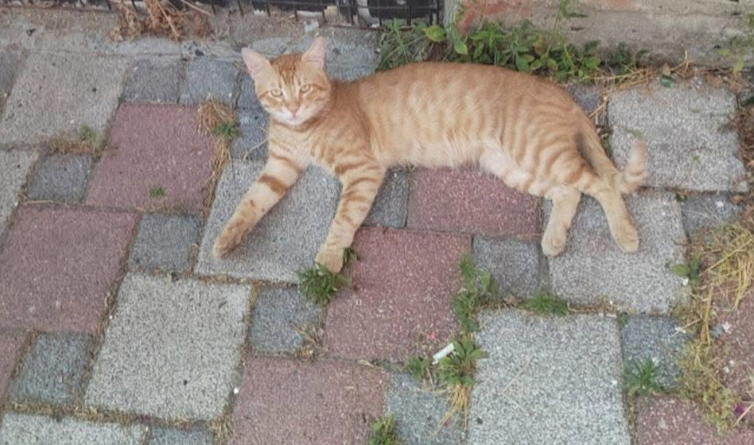 Yozgat genelinde hava sıcaklıklarının mevsim normallerinin üzerine çıkması ve kavurucu
