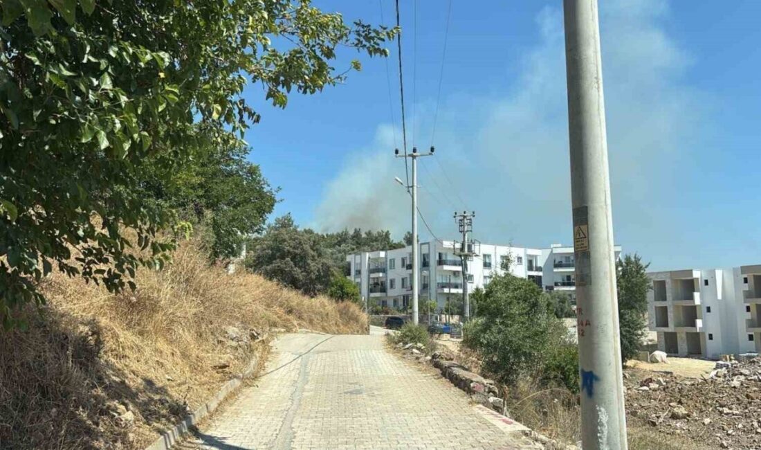 Muğla’nın Bodrum ilçesinde yerleşim bölgelerine yakın bir makilik alanda çıkan