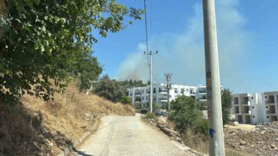 Muğla’nın Bodrum ilçesinde yerleşim bölgelerine yakın bir makilik alanda çıkan
