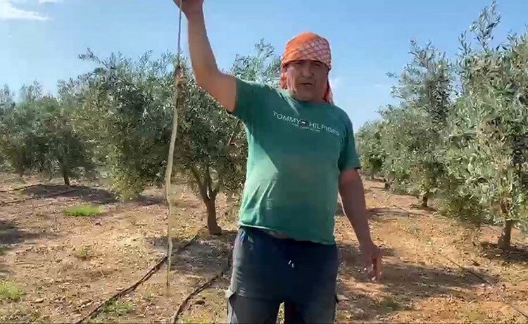 Serik ilçesinde bir serada karpuz toplarken öldürdüğü yılanı eline alarak