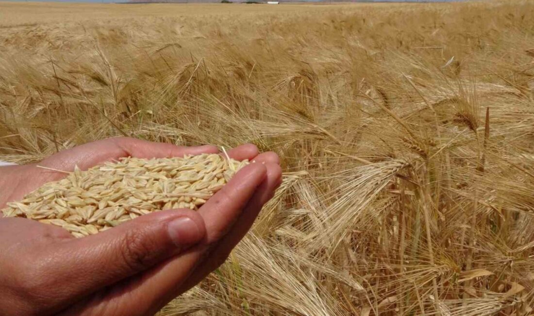 Yozgat’ın Boğazlıyan ilçesinde arpa hasadı gerçekleştirildi. Tarım ve hayvancılık alanında