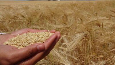 Yozgat’ın Boğazlıyan ilçesinde arpa hasadı gerçekleştirildi. Tarım ve hayvancılık alanında