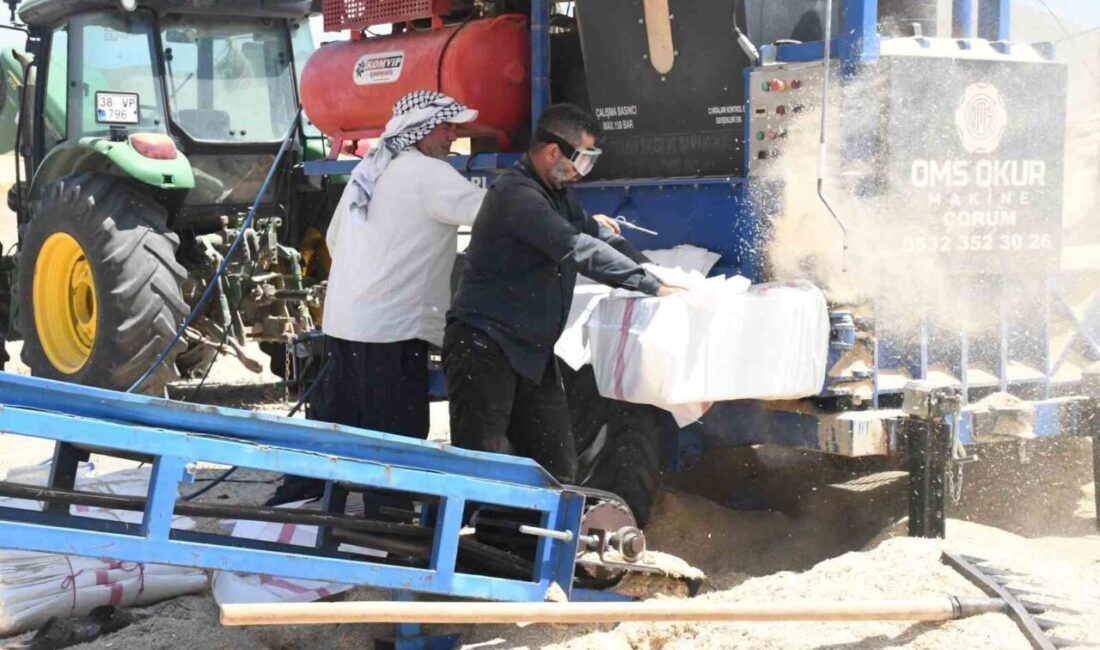 Yerköy ilçesinde hububat hasadının ardından biçerdöverlerin tarlalarda terk ettiği samanlar,