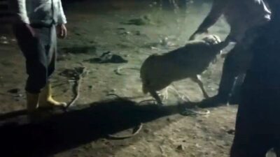 Konya’nın Karapınar ilçesinde bir merada otlayan kuzu, 10 metre derinliğindeki