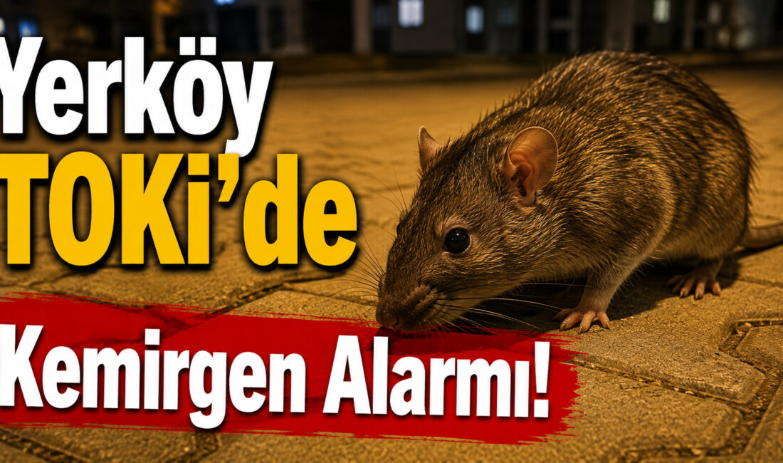 Yerköy TOKİ konutlarında son zamanlarda artan büyük fareler, mahalle sakinlerini