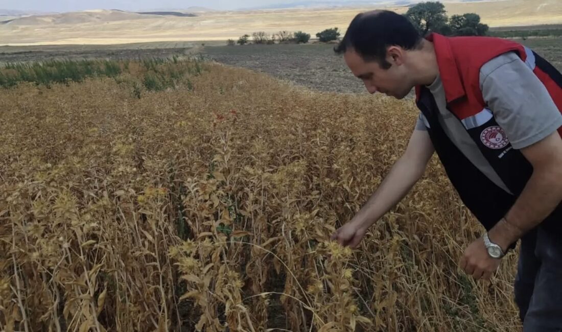Yerköy İlçe Tarım ve Orman Müdürlüğü bünyesinde görev yapan ziraat