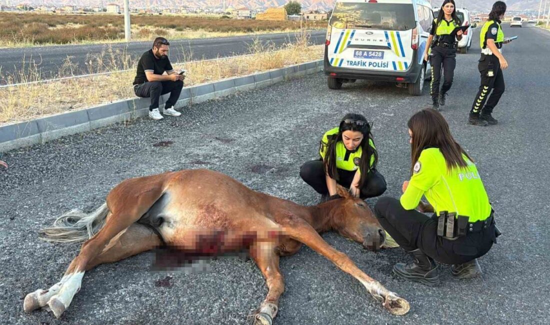 Aksaray’da meydana gelen bir kaza sonucu yaralanan bir atın acı