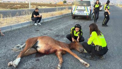 Aksaray’da meydana gelen bir kaza sonucu yaralanan bir atın acı